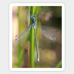 The Emerald Damselfly Magnet